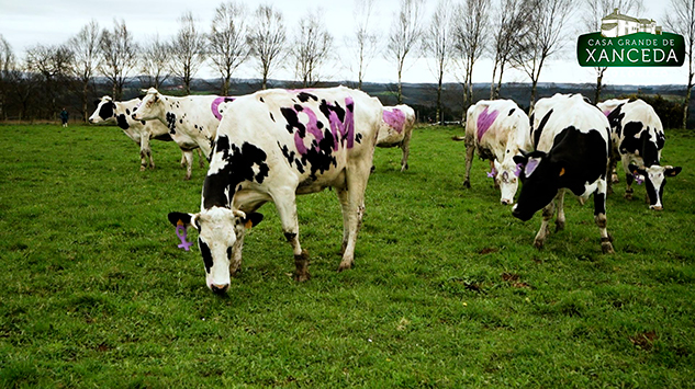 VACAS 8M XANCEDA